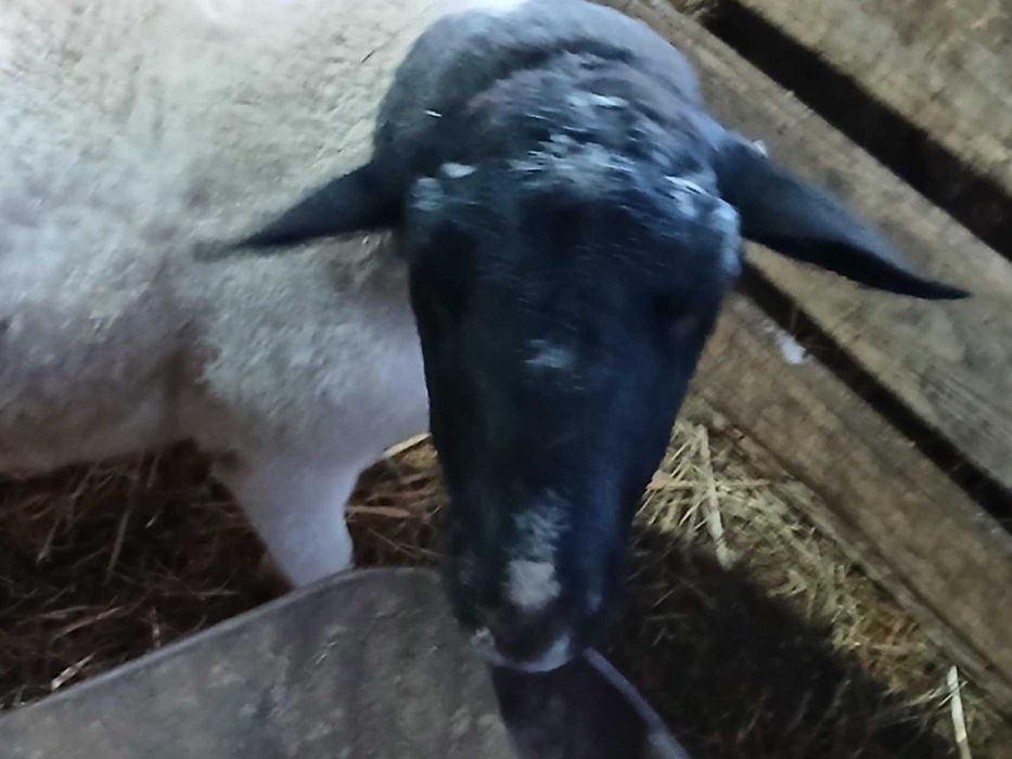 oaie si berbec dorper