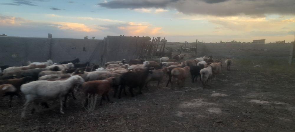 Продаются овцы бараны оптом или в розницу