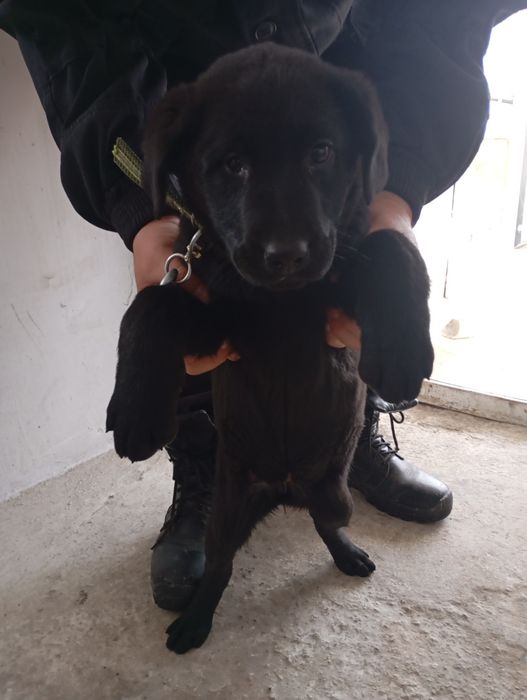 Лабродор девочка 2 месяца с документами 30000 т.