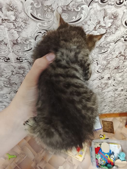 Отдам котенка мальчик 2 месяца
