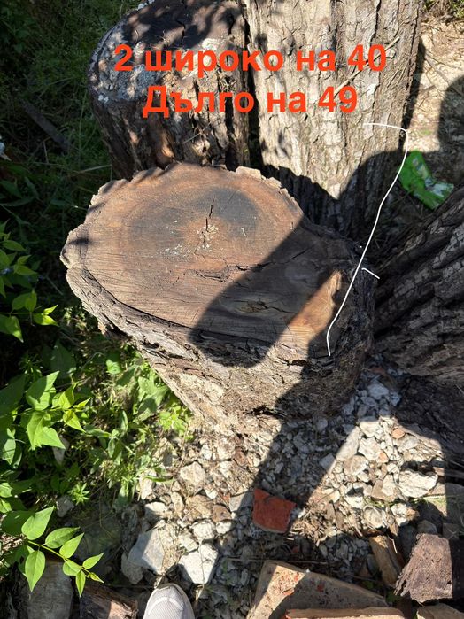 Дървета за продаване