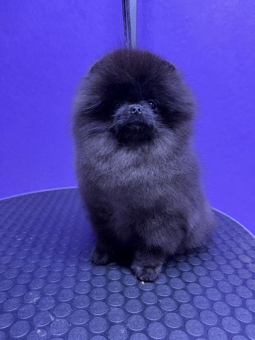 Мальчик, померанский шпиц