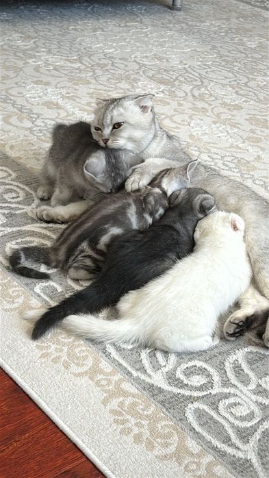 Котята шотландский вислоухие