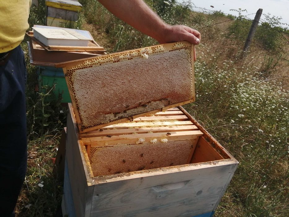 Продавам Пчелен мед в пита