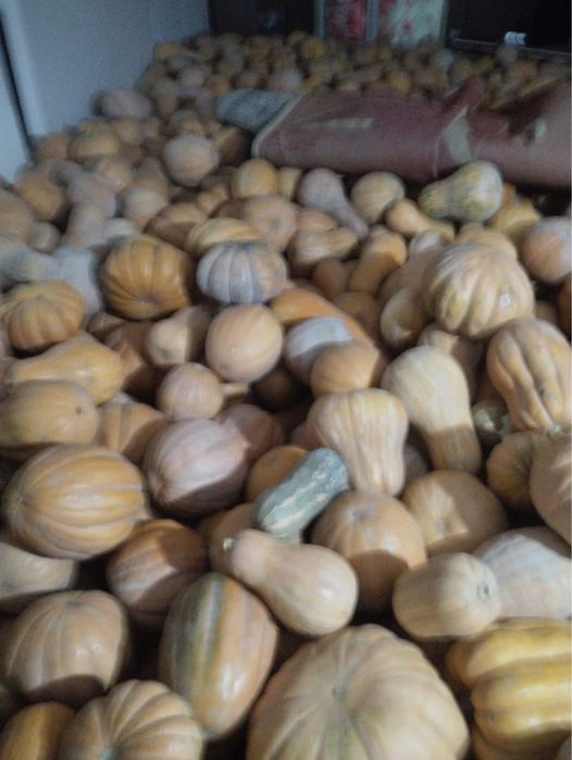 Тыква сладкая 250 тг