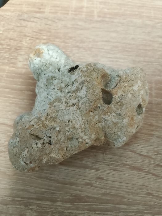 A gray rock (I think its a fossil shell but not sure)