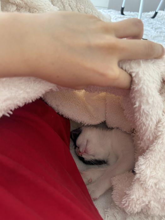 Отдам котенка вместе с вещами