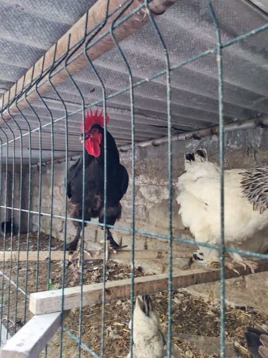 Tovuqlar sotiladi