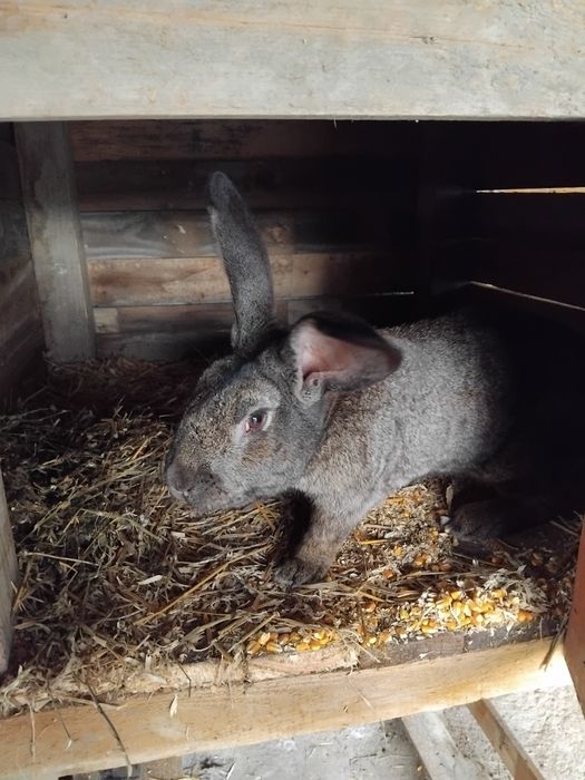 Iepuri uriaș german