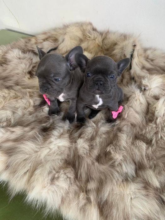 Френски сини булдоци момиче и момче