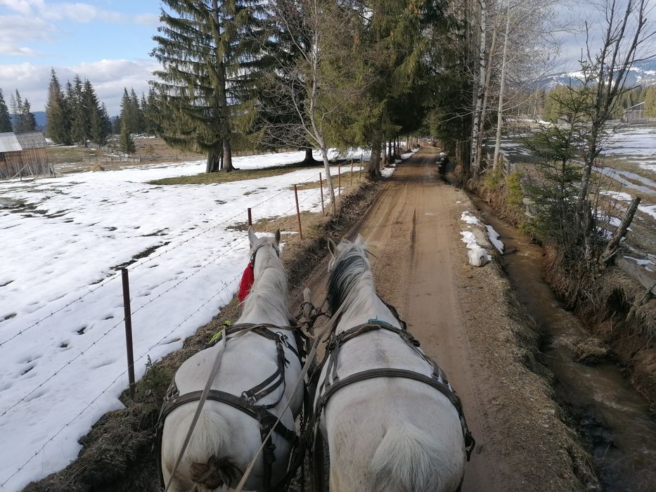 Cal foarte cuminte de 10 ani