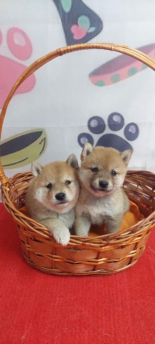 Шиба Ину Shiba inu
