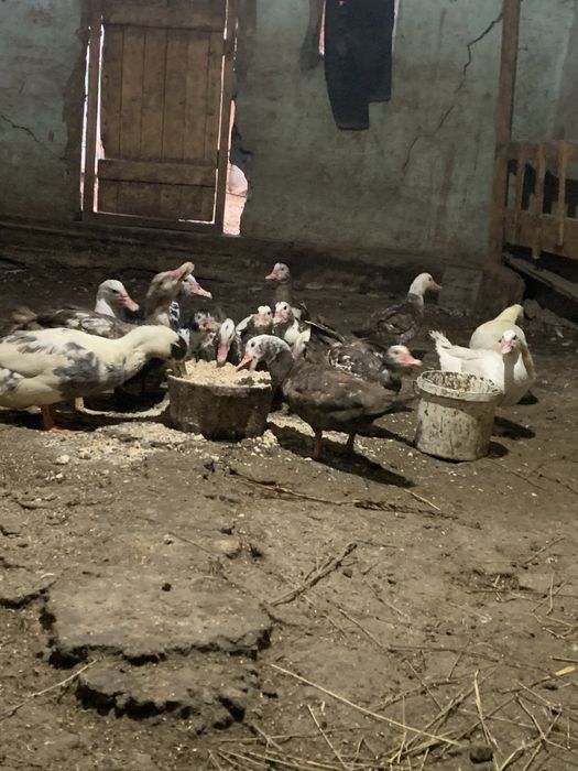 Продам индоуток