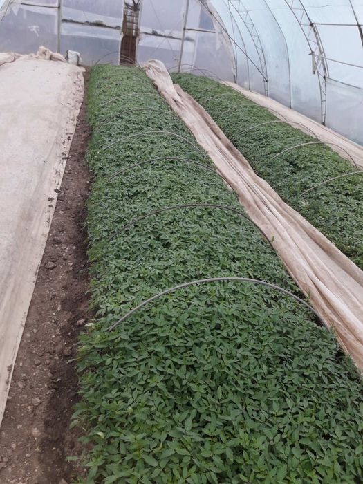 Разсад Пипер,Домати, Краставици и др.