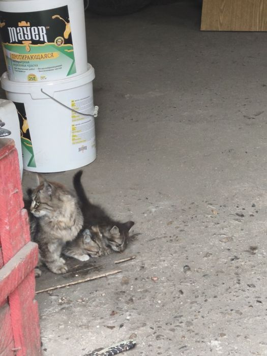 Отдадим котят в добрые руки