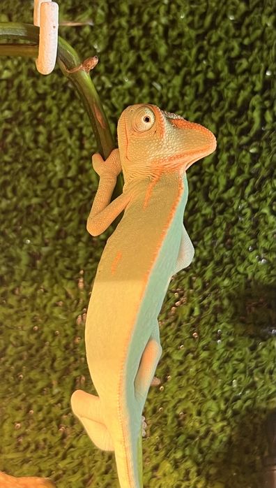 Vand terariu complet + pereche cameleoni