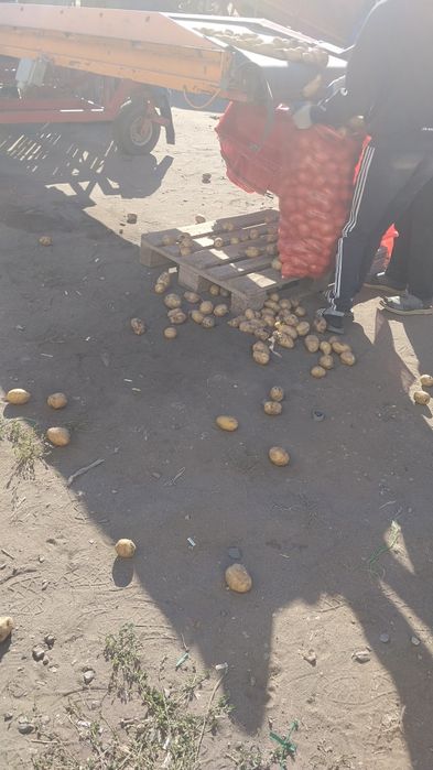 Продам картошку на зиму