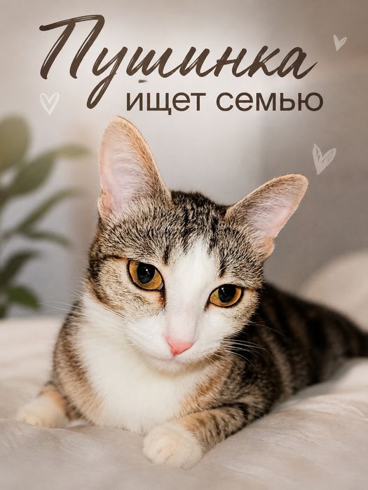 Пушинка кошка ищет дом