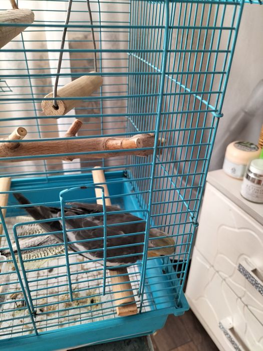 Продается попугай