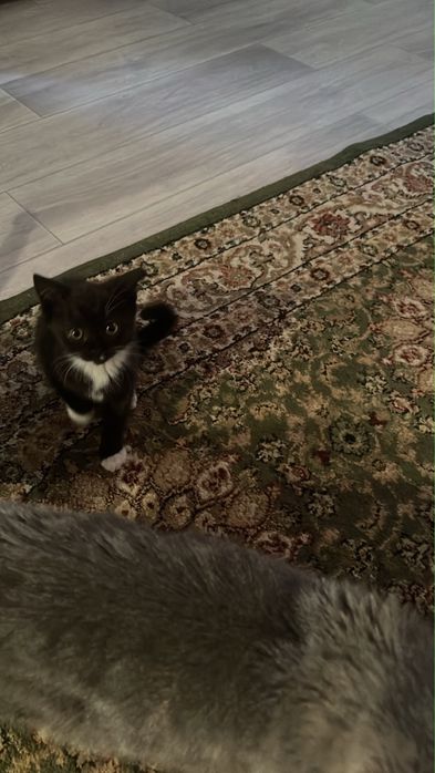 Котята в хорошие руки