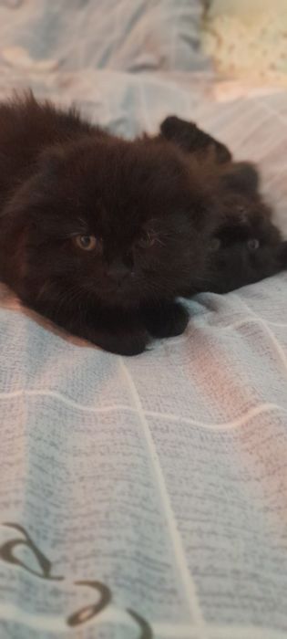 Продаються котята!!!