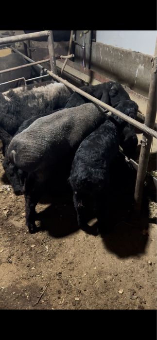 Ona bola qoylar sotiladi