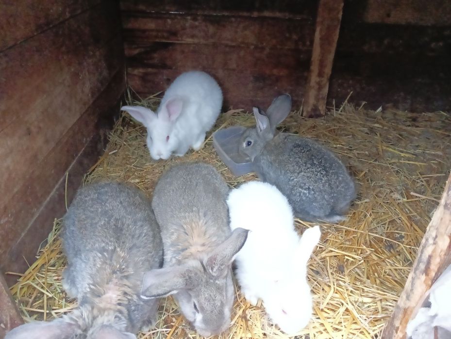De vânzare 3 iepuroaice și 2 iepurii