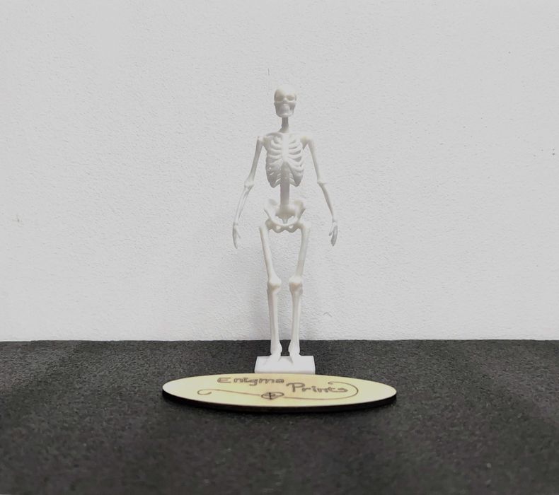 Schelet anatomic 3D