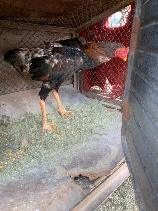 Продам петуха Дакан