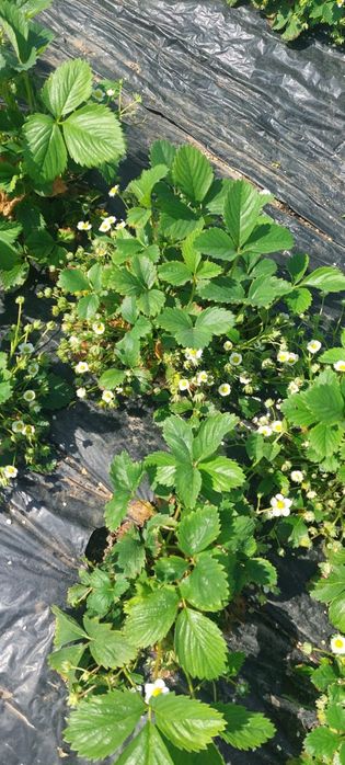 Vând căpșuni stoloni