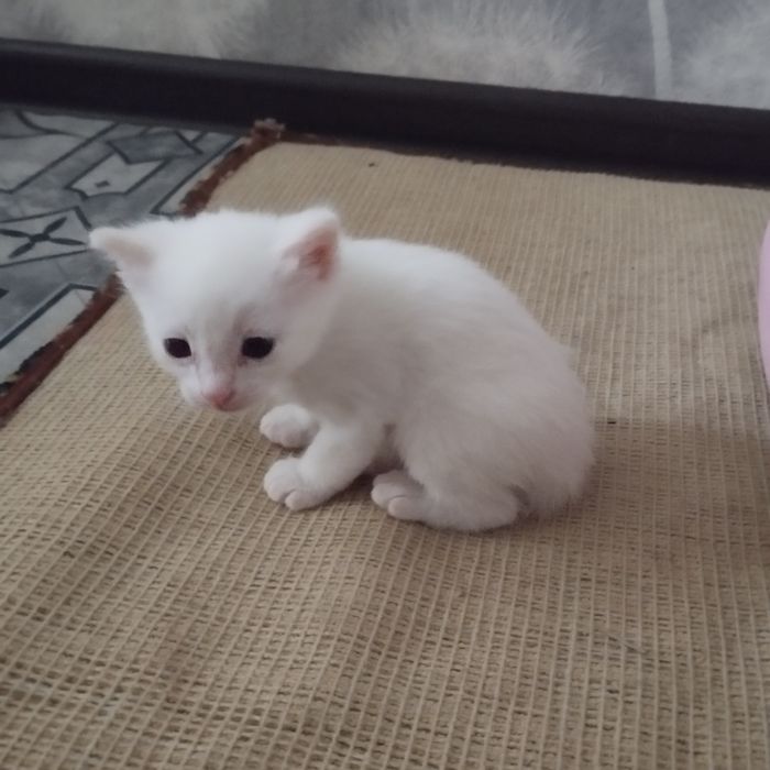 Отдам домашних котят в добрые руки