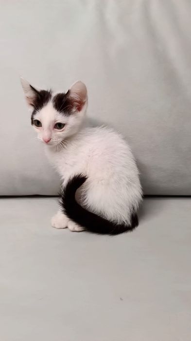 Отдам котенка в добрые руки