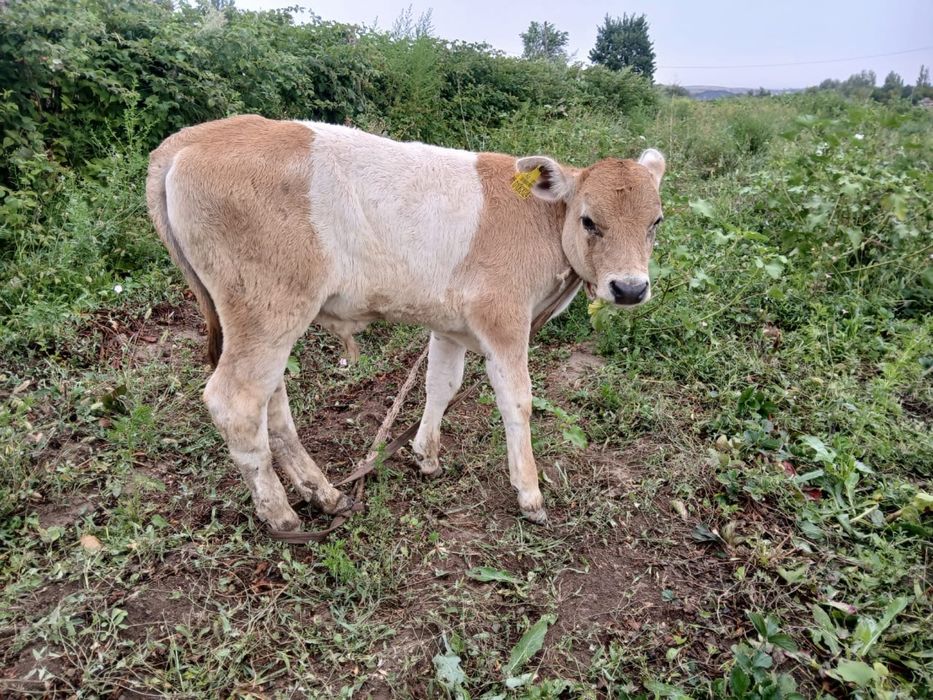 Сиыр, бұзауымен сатылады. Каскеленде