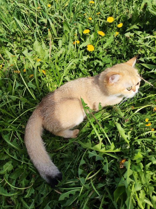 Кошечка золотая шиншилла