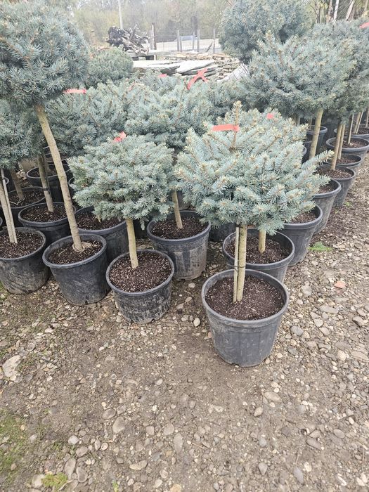 Ienupar  cedru plangator