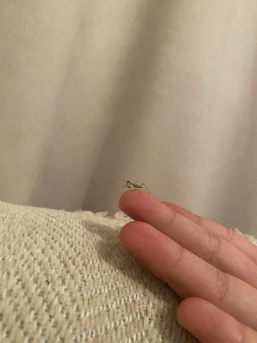 Продам вылупившихся богомолят