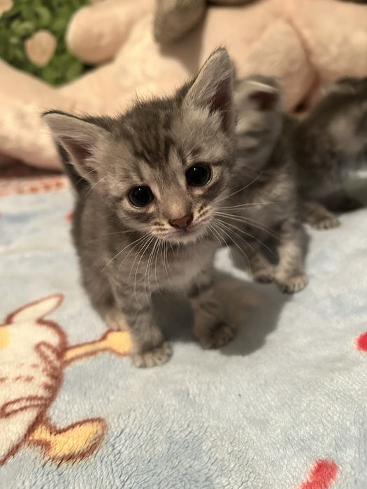 Вислоухая котята
