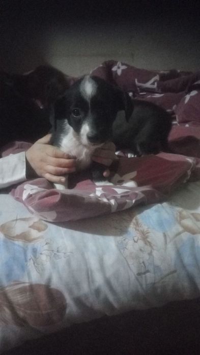 Пристройство в хорошие руки