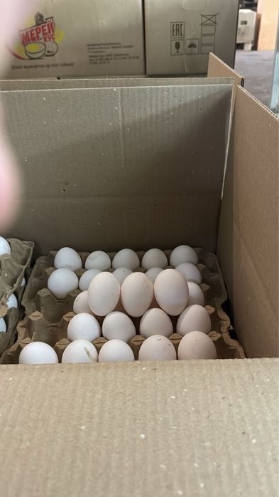 Продаем свежее яйцо