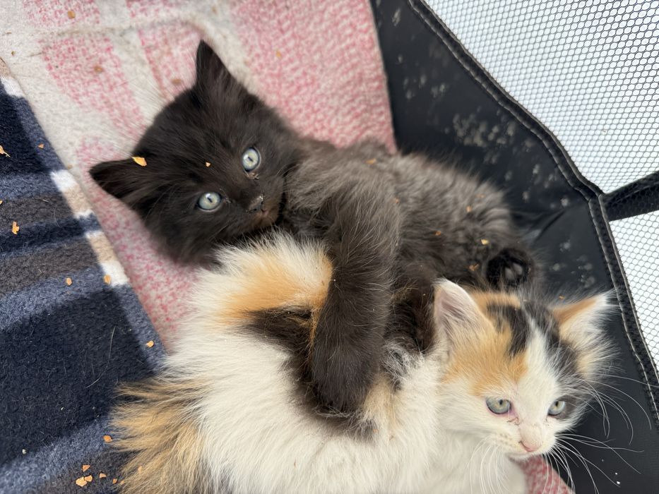Котенок девочка 1,5 месяца