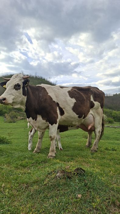 Vaca cu vitel  Vand / Schimb