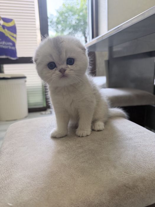 Шотланский Скоттиш Фолд! Шиншилла Серебро!