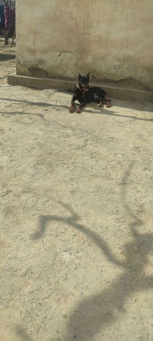 Doberman urg‘ochi 1 yarim yosh ro‘vna
