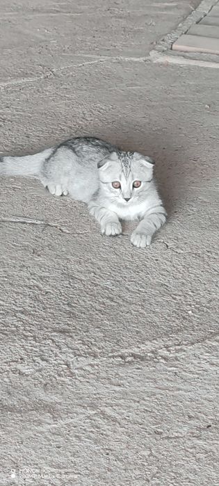 Котенок шотланка