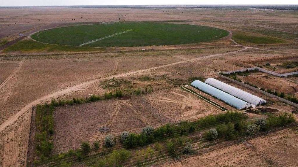 Гранулированная люцерна | Корм для КРС, овец, лошадей