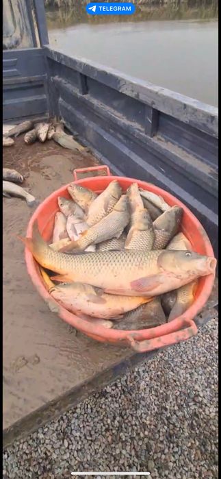 Рыбалка, сазан, топчан, очаг, мангал.