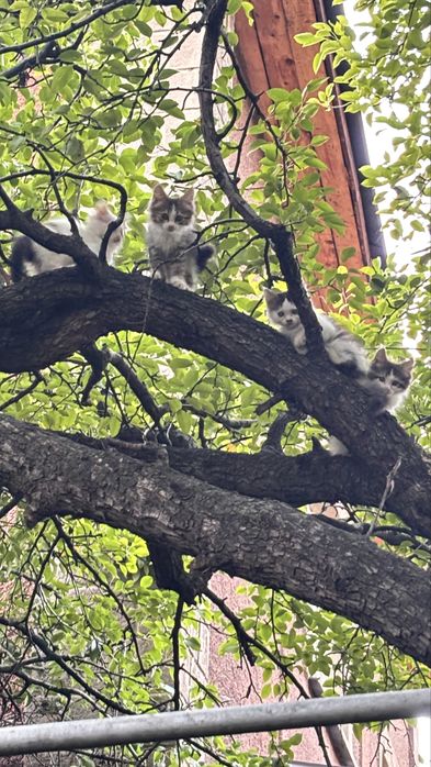 Милые котята даром
