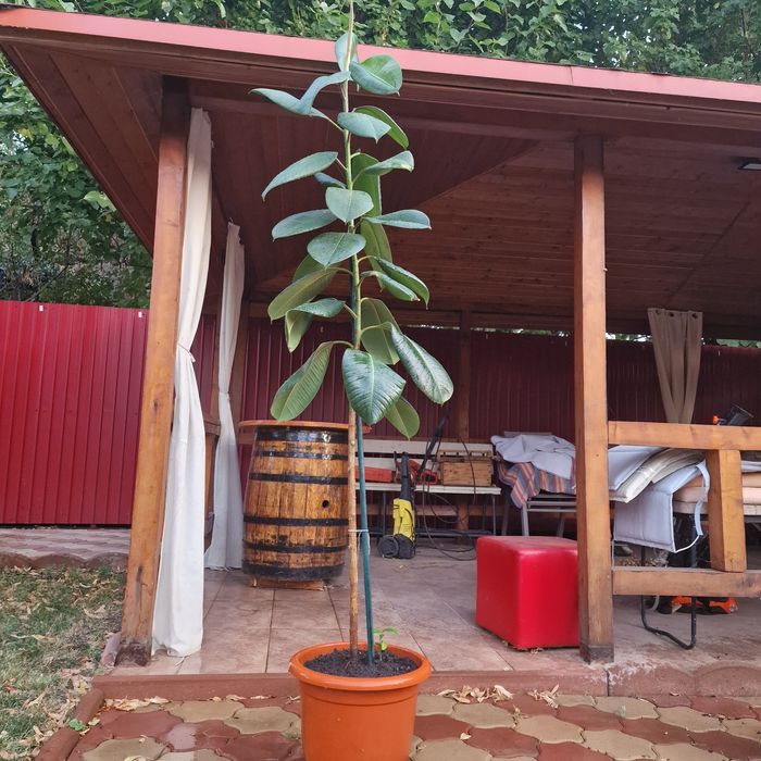 Ficus 2 metri de 6 ani plus ghiveci