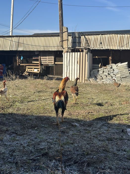 Дакан Қораз кореиц