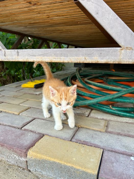 Котенок 1 месяц…